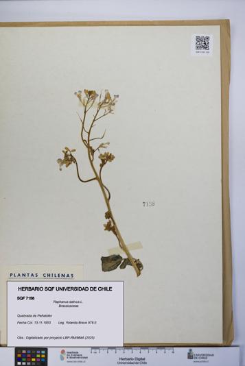 Raphanus sativus [Espécimen: UCH:SQF:0007158]