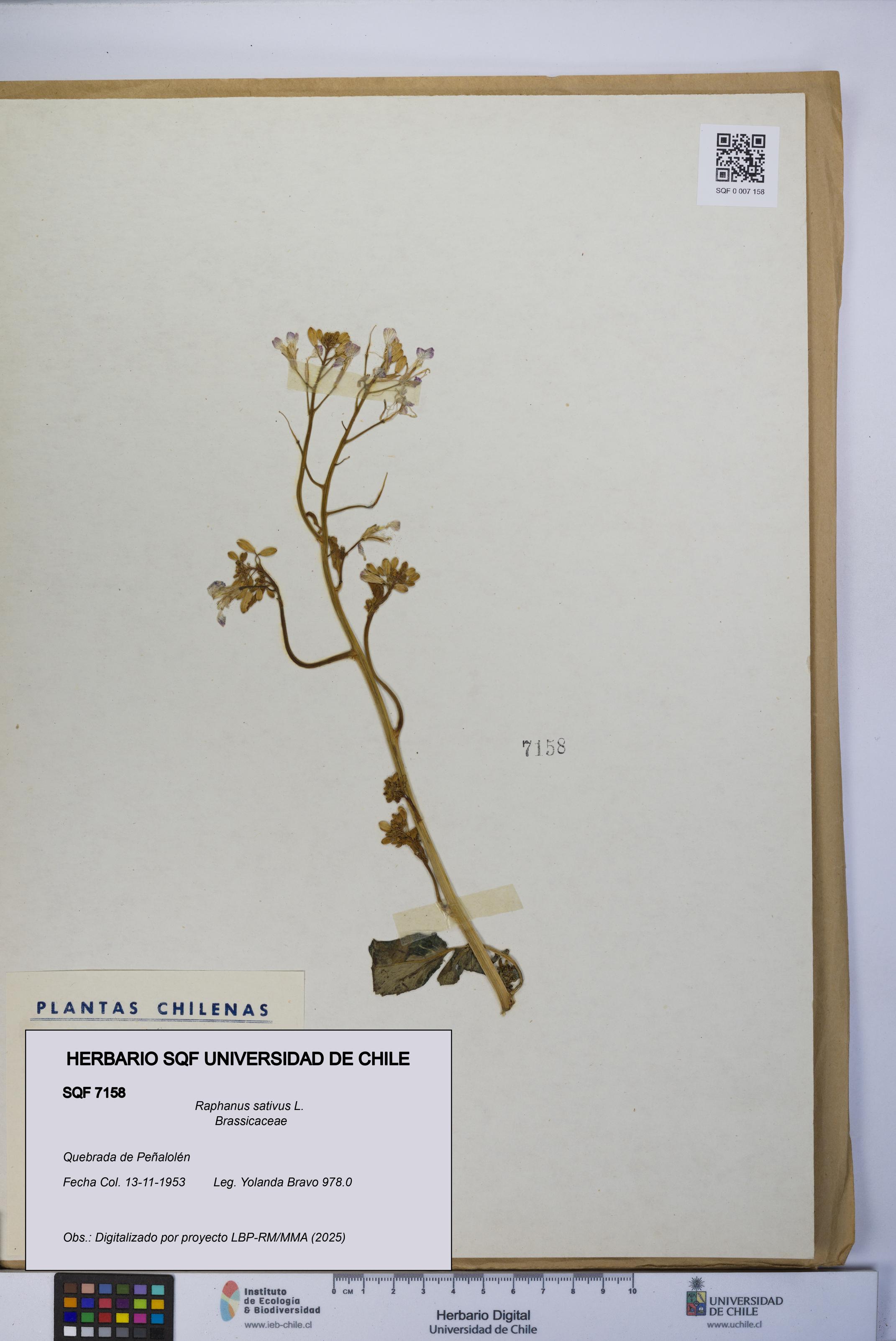 Raphanus sativus [Espécimen: UCH:SQF:0007158]