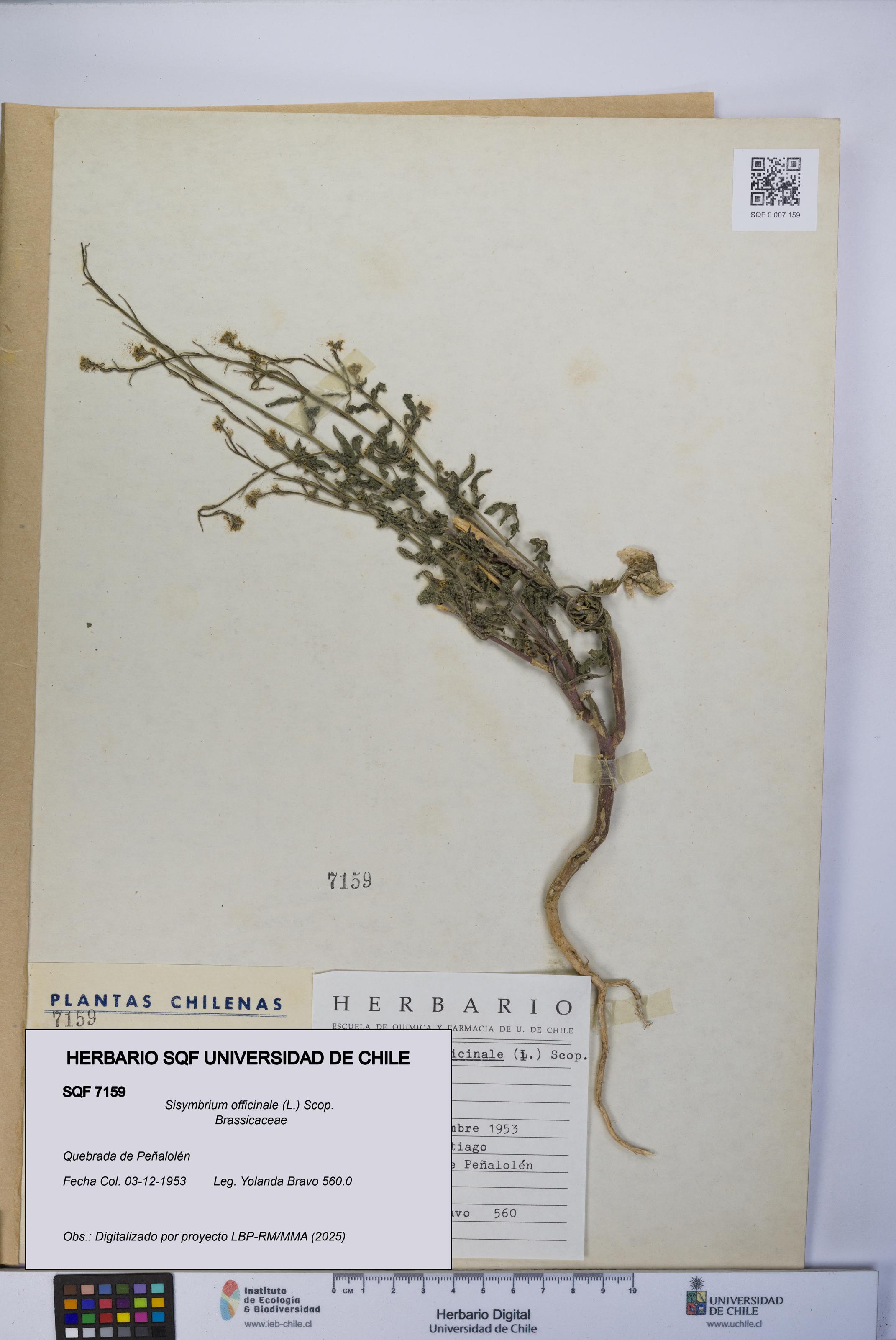 Sisymbrium officinale [Espécimen: UCH:SQF:0007159]