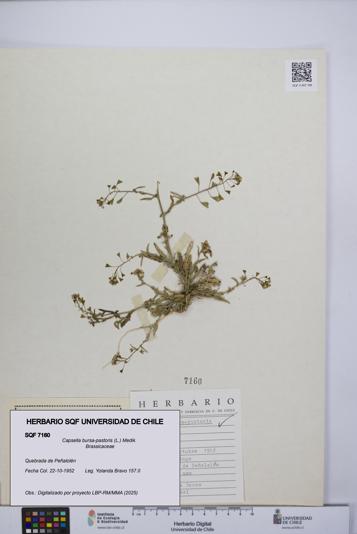 Capsella bursa-pastoris [Espécimen: UCH:SQF:0007160]