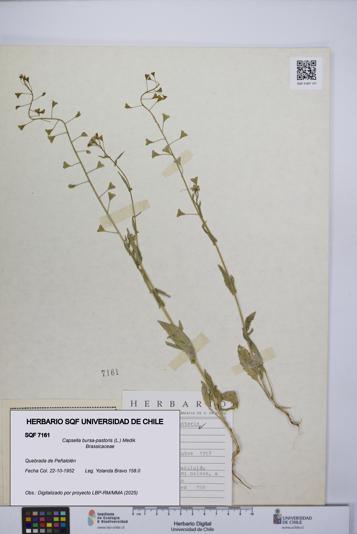 Capsella bursa-pastoris [Espécimen: UCH:SQF:0007161]