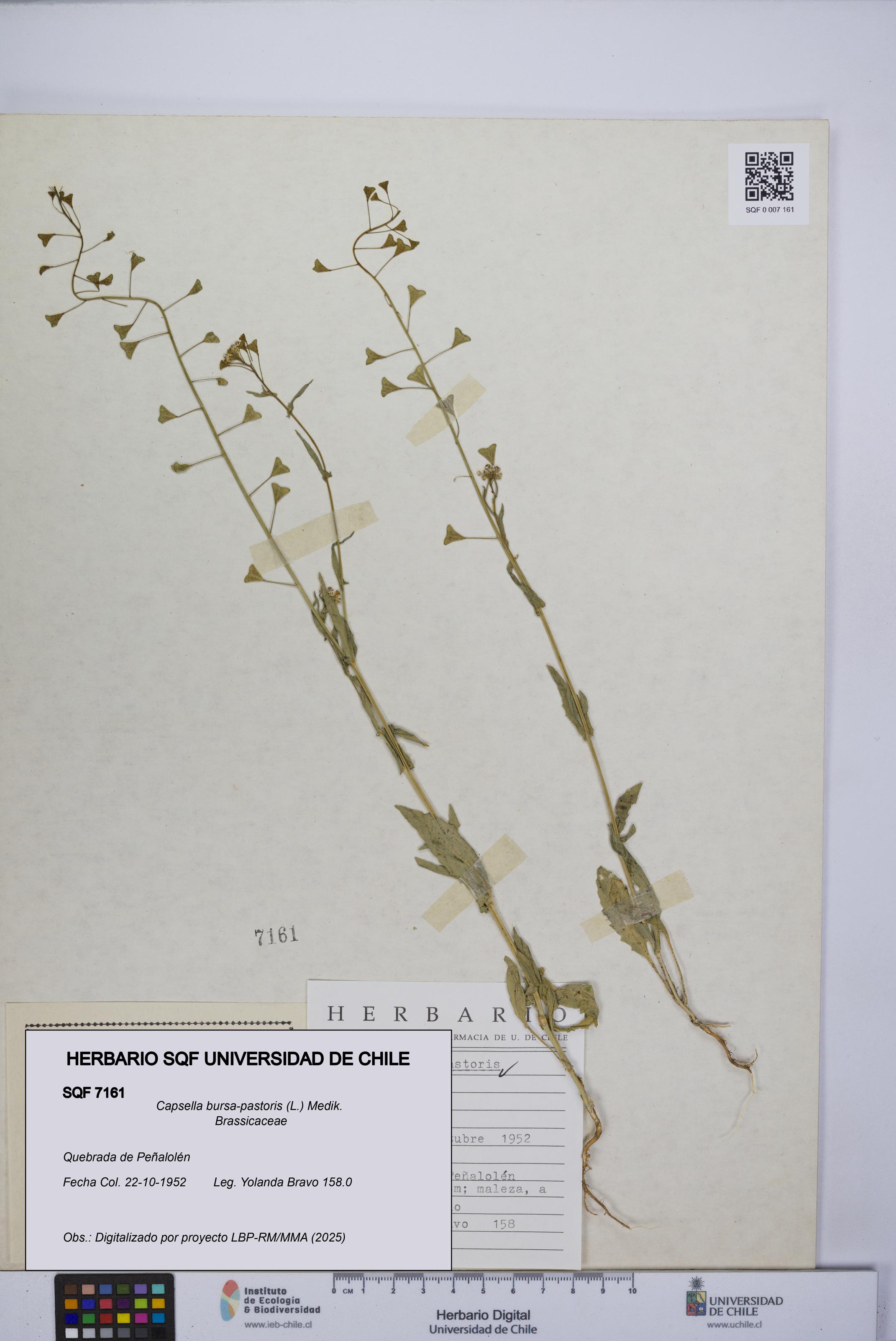 Capsella bursa-pastoris [Espécimen: UCH:SQF:0007161]
