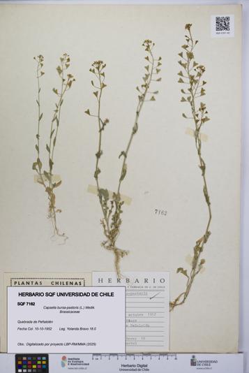 Capsella bursa-pastoris [Espécimen: UCH:SQF:0007162]