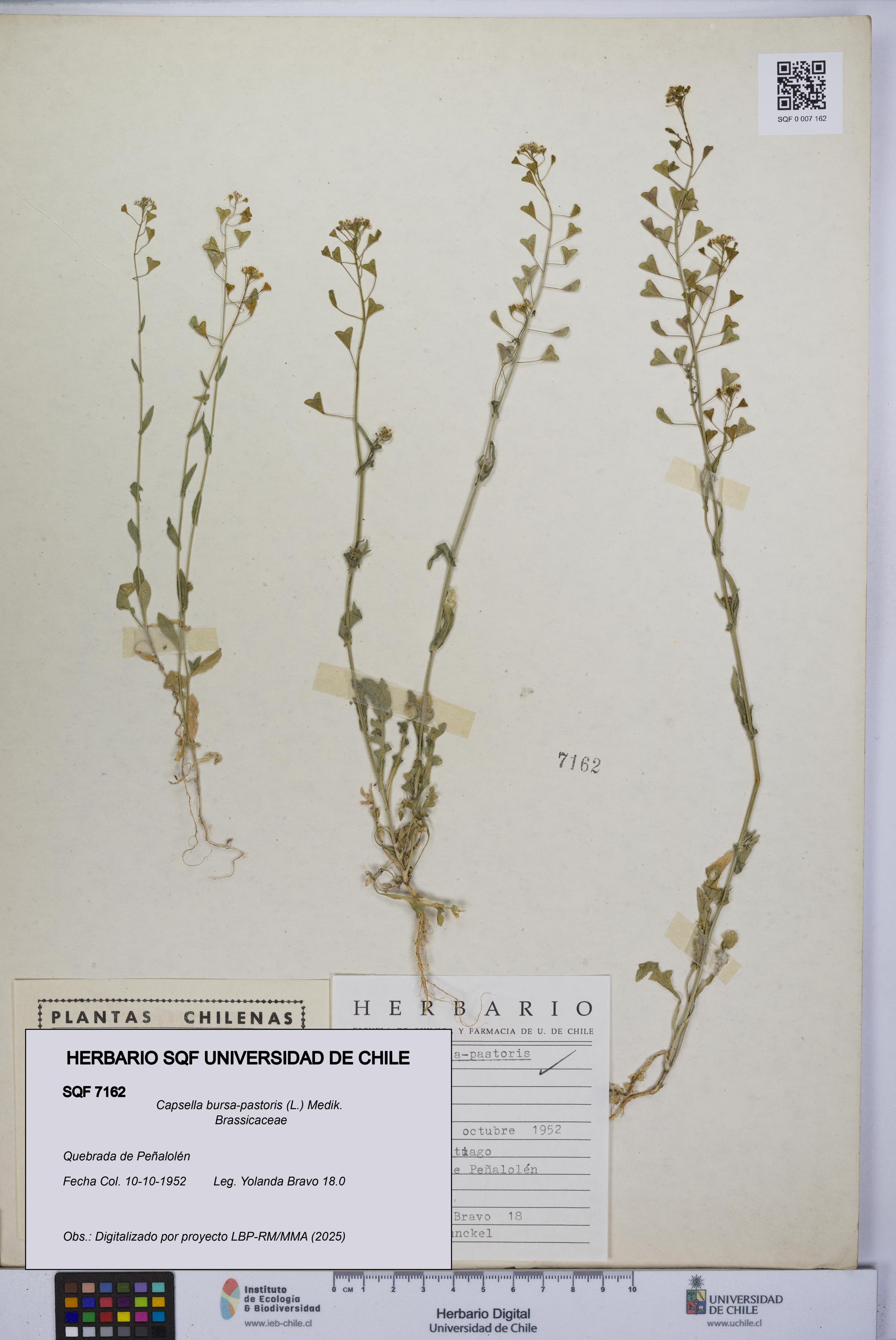 Capsella bursa-pastoris [Espécimen: UCH:SQF:0007162]
