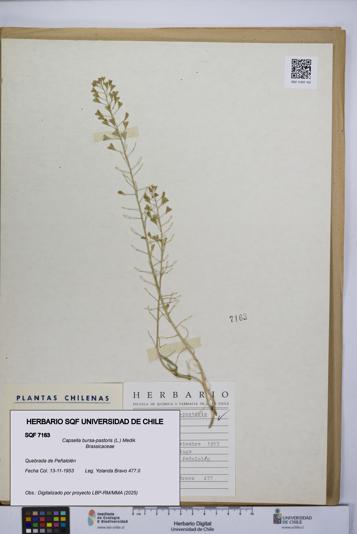 Capsella bursa-pastoris [Espécimen: UCH:SQF:0007163]