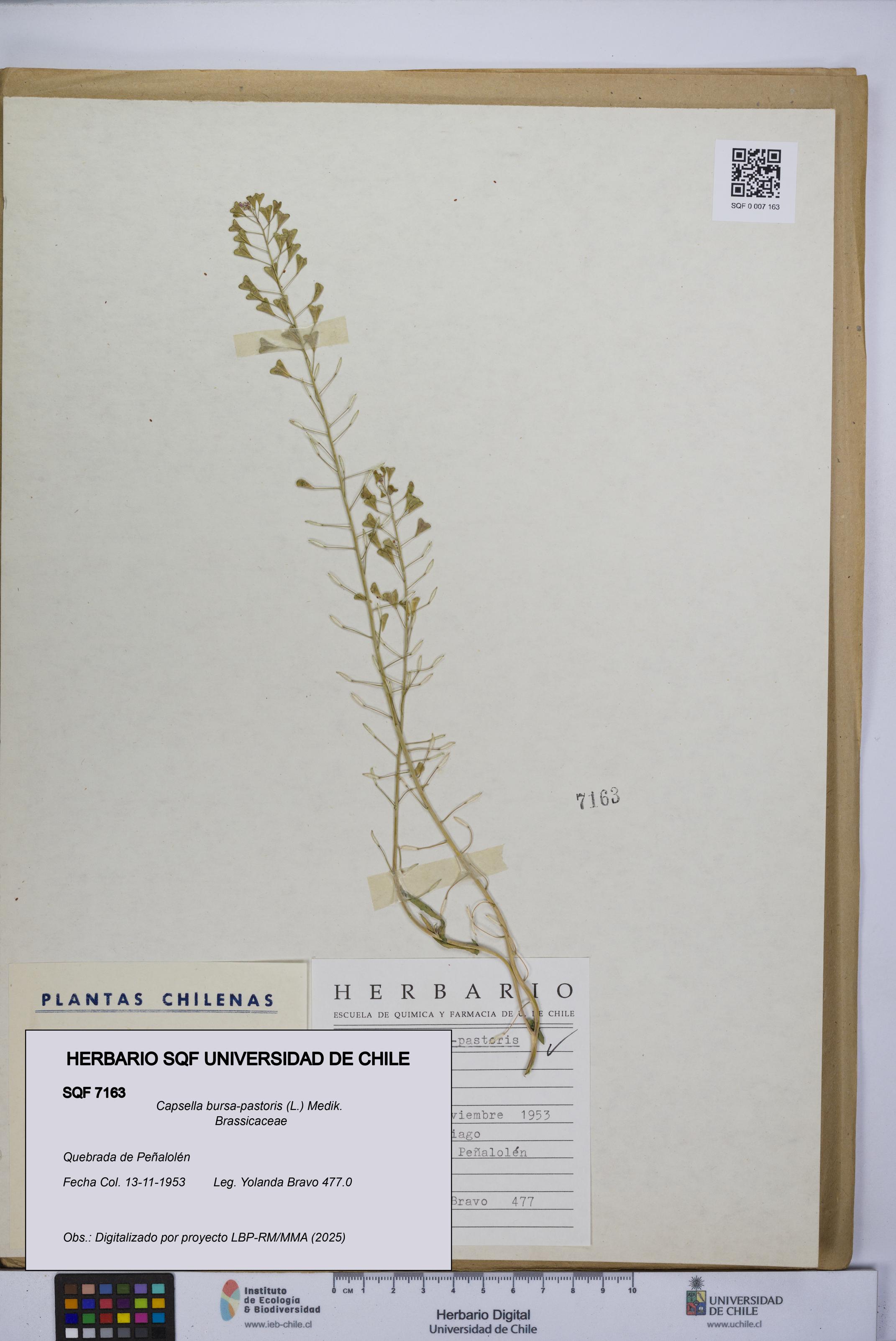 Capsella bursa-pastoris [Espécimen: UCH:SQF:0007163]