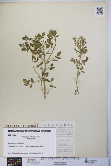 Nasturtium officinale [Espécimen: UCH:SQF:0007164]