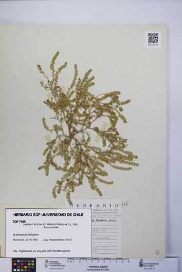 Lepidium strictum [Espécimen: UCH:SQF:0007165]