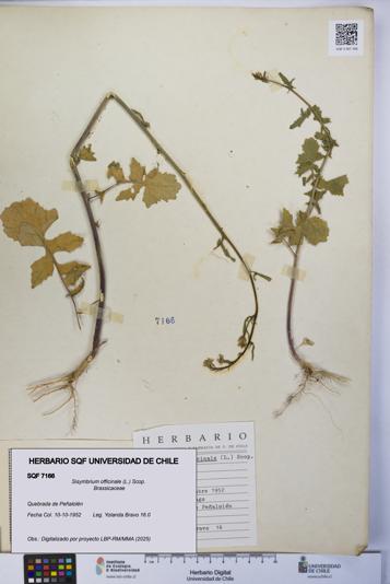 Sisymbrium officinale [Espécimen: UCH:SQF:0007166]