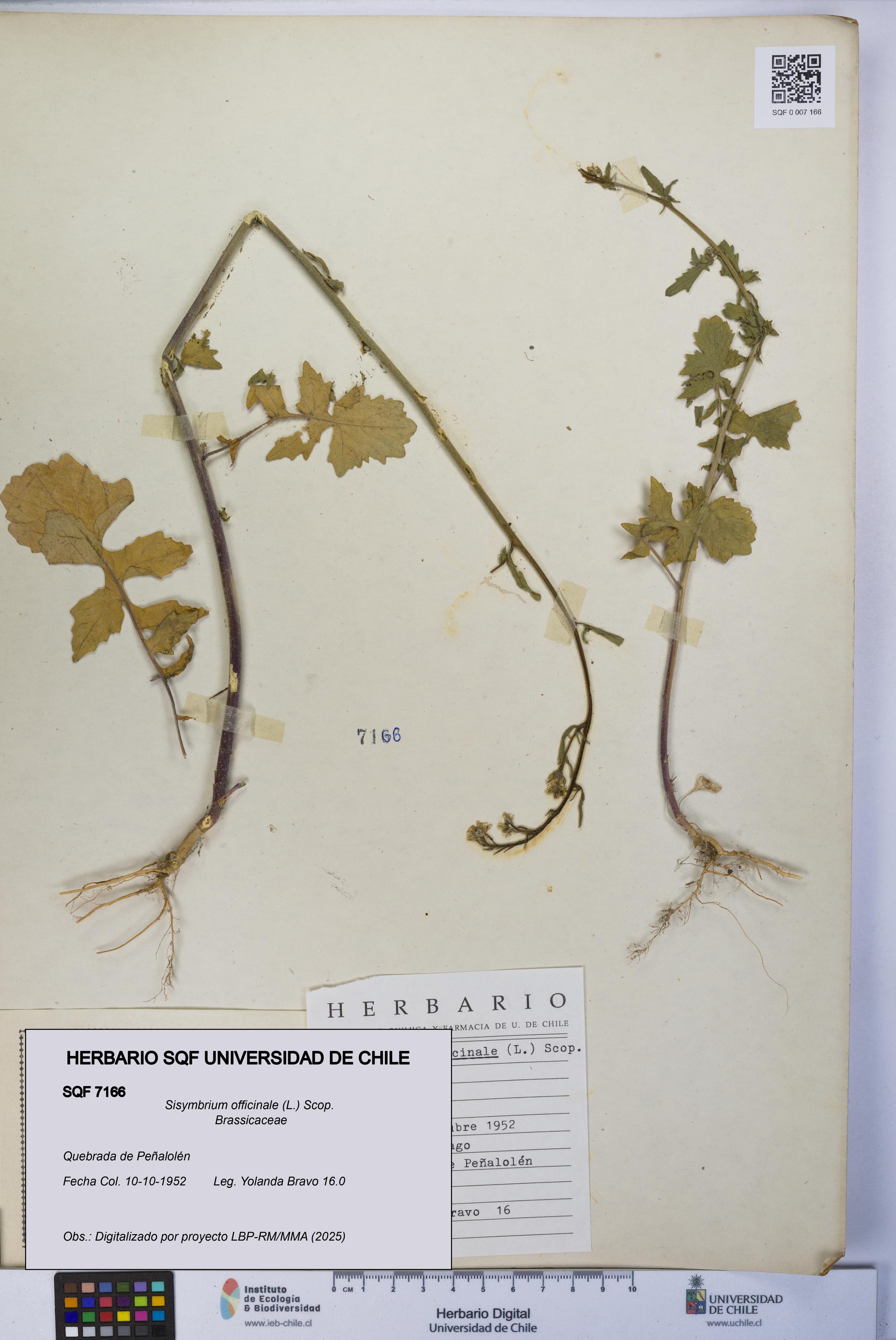 Sisymbrium officinale [Espécimen: UCH:SQF:0007166]
