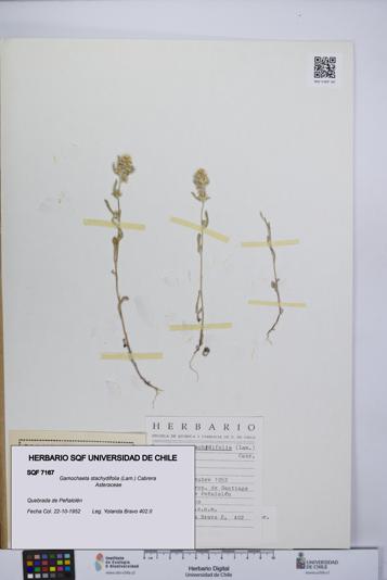 Gamochaeta stachydifolia [Espécimen: UCH:SQF:0007167]