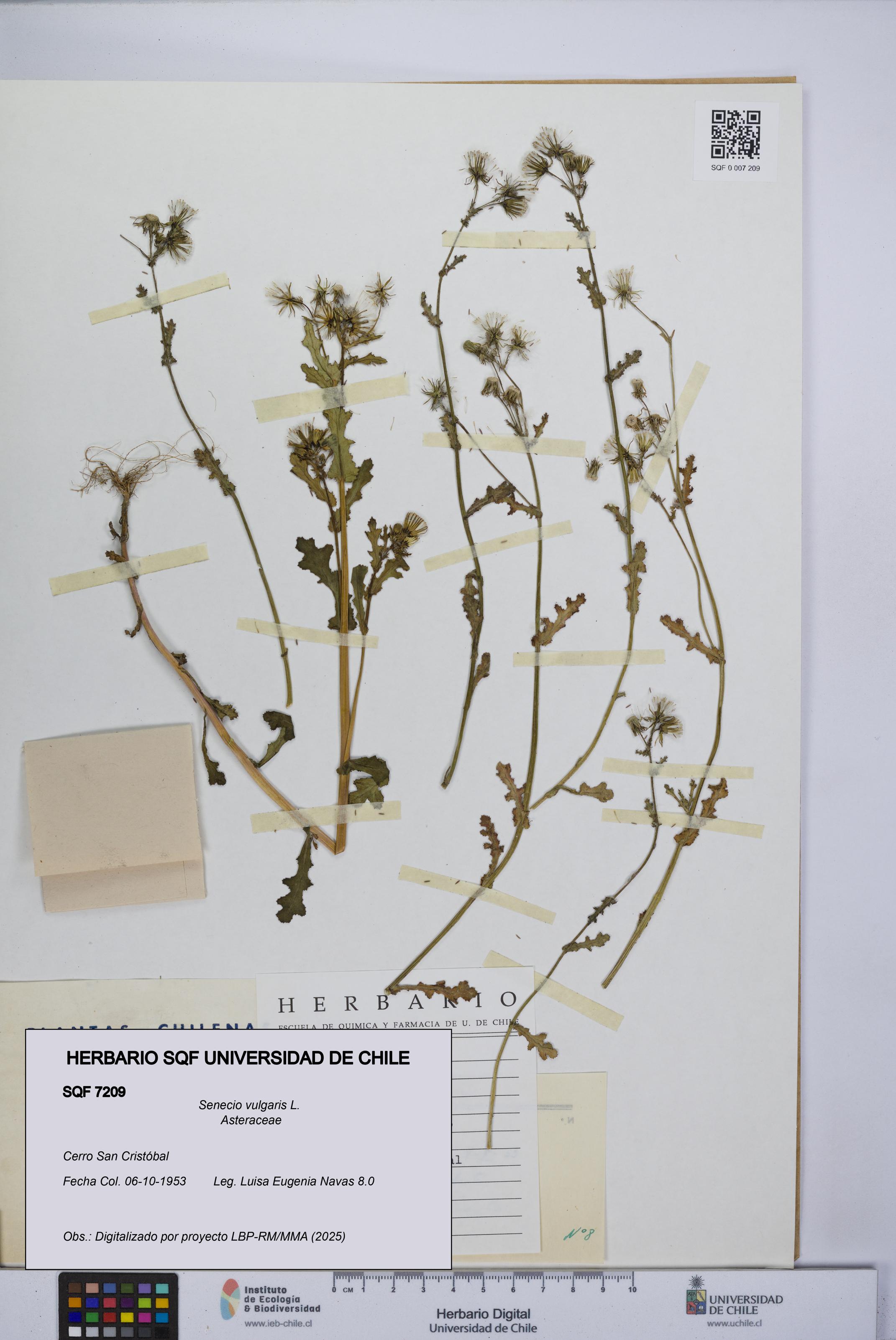 Senecio vulgaris [Espécimen: UCH:SQF:0007209]