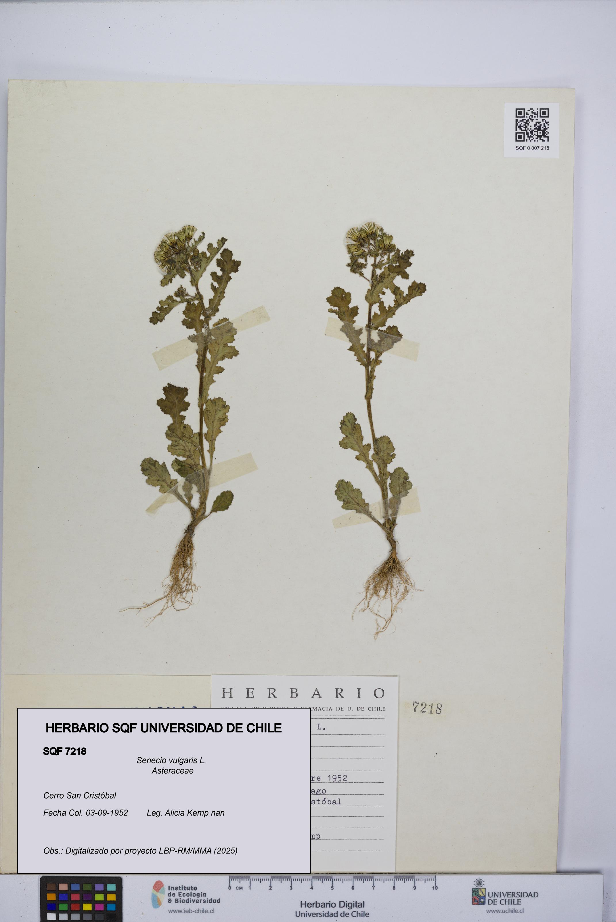 Senecio vulgaris [Espécimen: UCH:SQF:0007218]