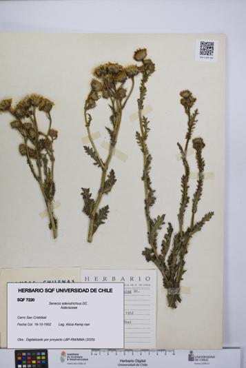 Senecio adenotrichius [Espécimen: UCH:SQF:0007220]