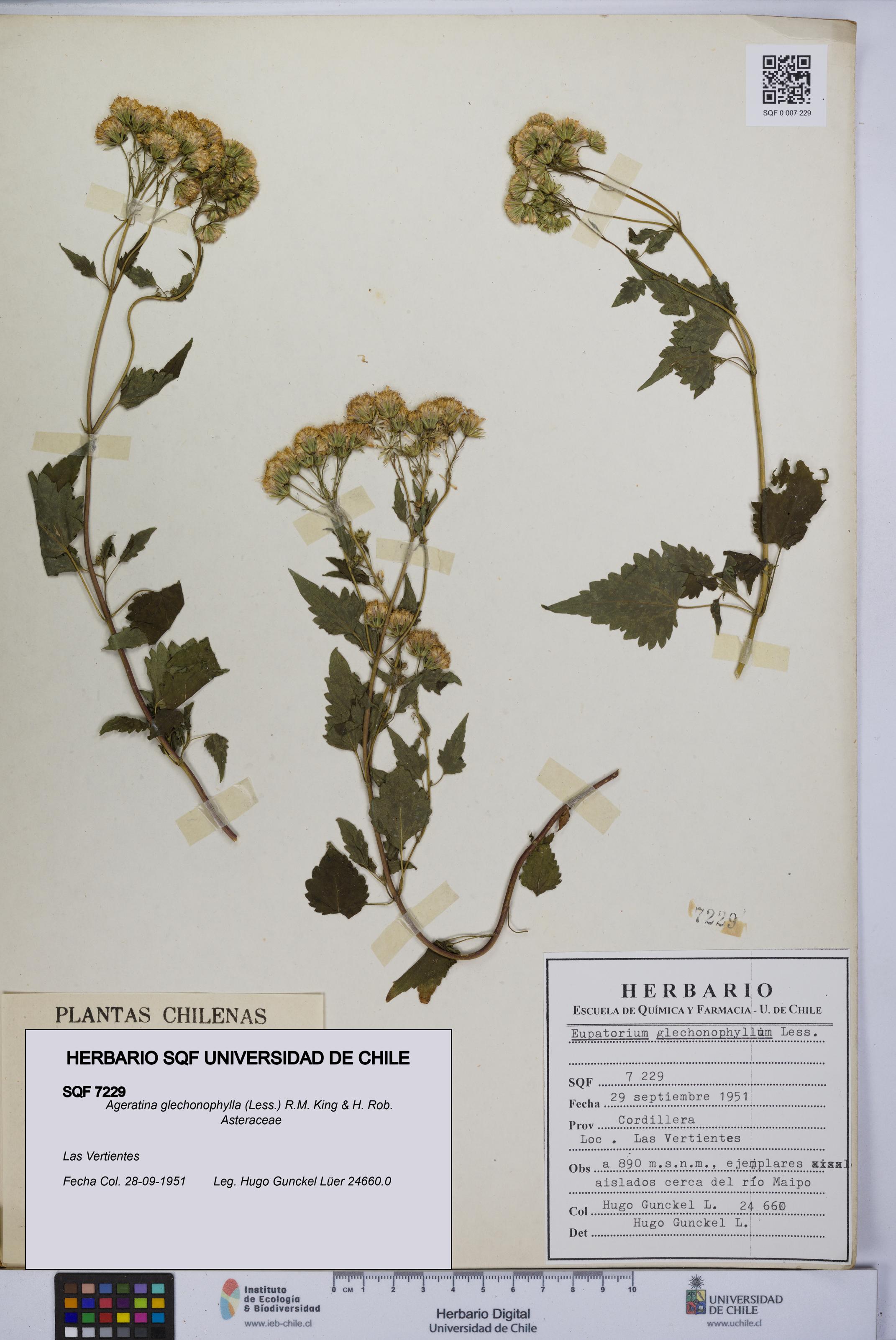 Ageratina glechonophylla [Espécimen: UCH:SQF:0007229]