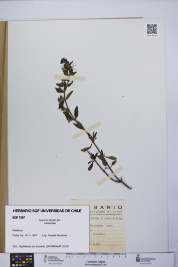 Teucrium bicolor [Espécimen: UCH:SQF:0007297]