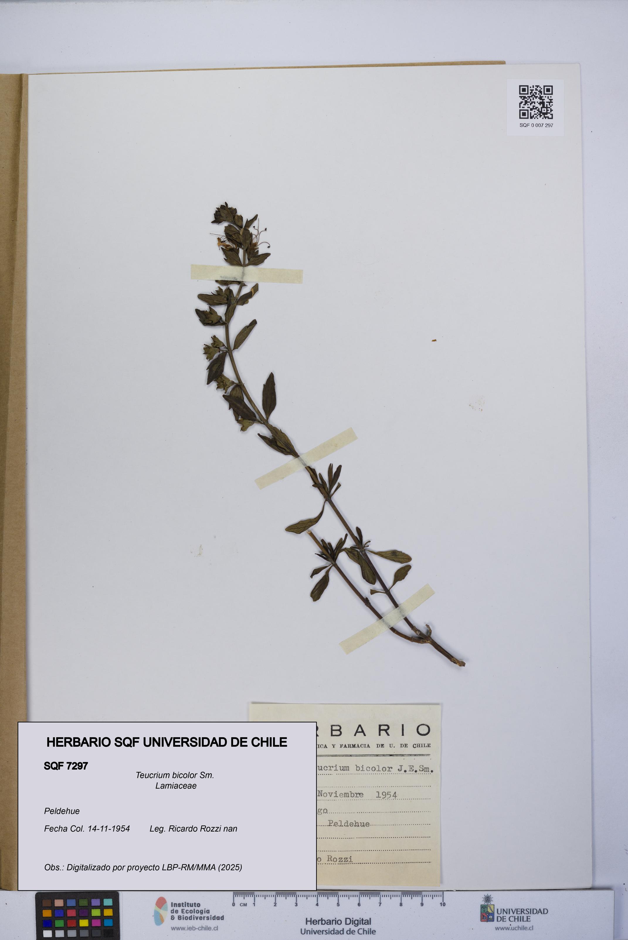 Teucrium bicolor [Espécimen: UCH:SQF:0007297]