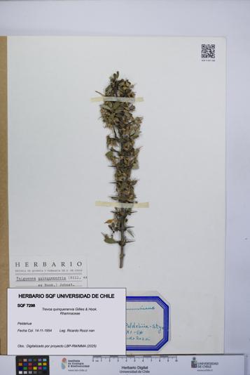 Trevoa quinquenervia [Espécimen: UCH:SQF:0007298]