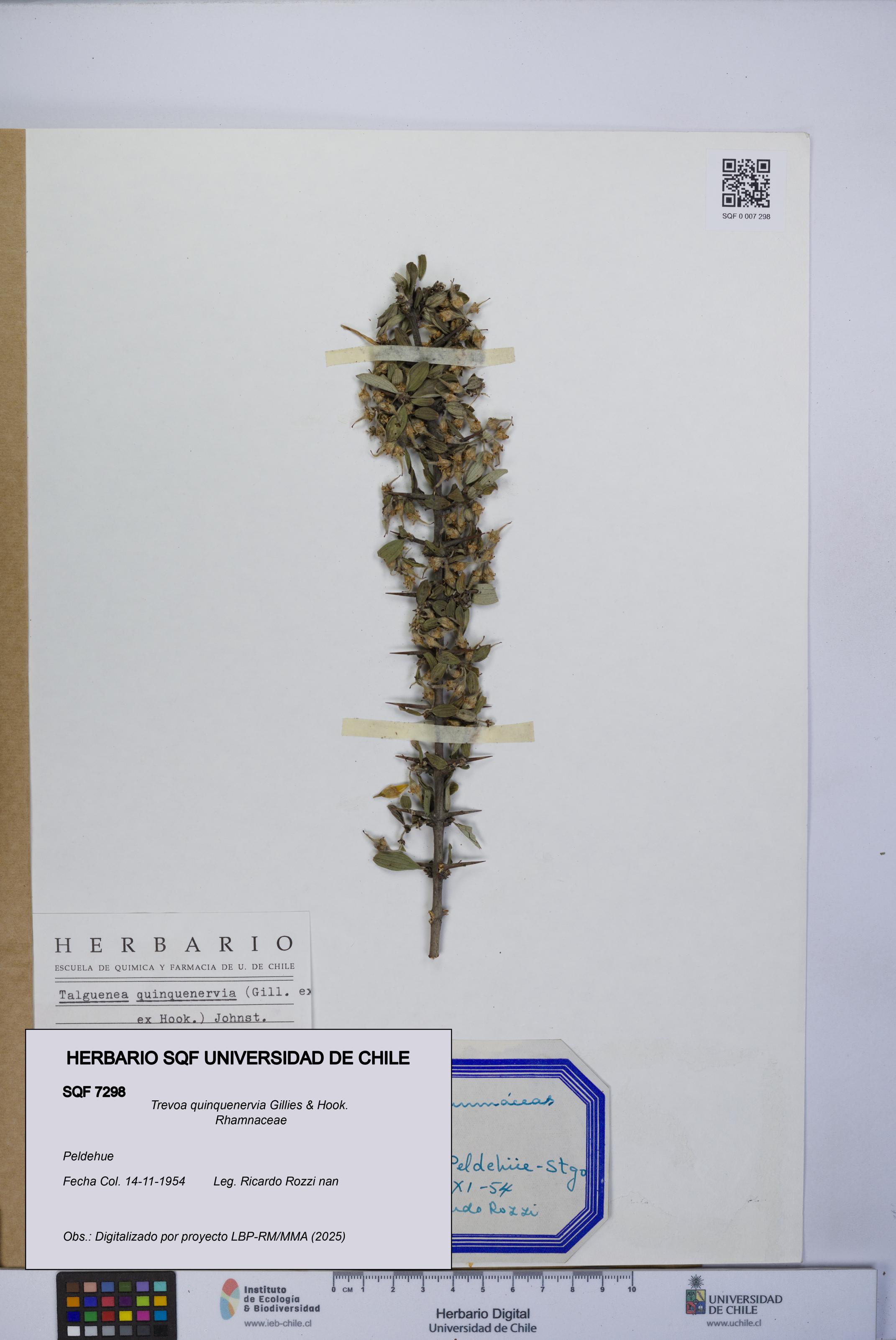 Trevoa quinquenervia [Espécimen: UCH:SQF:0007298]