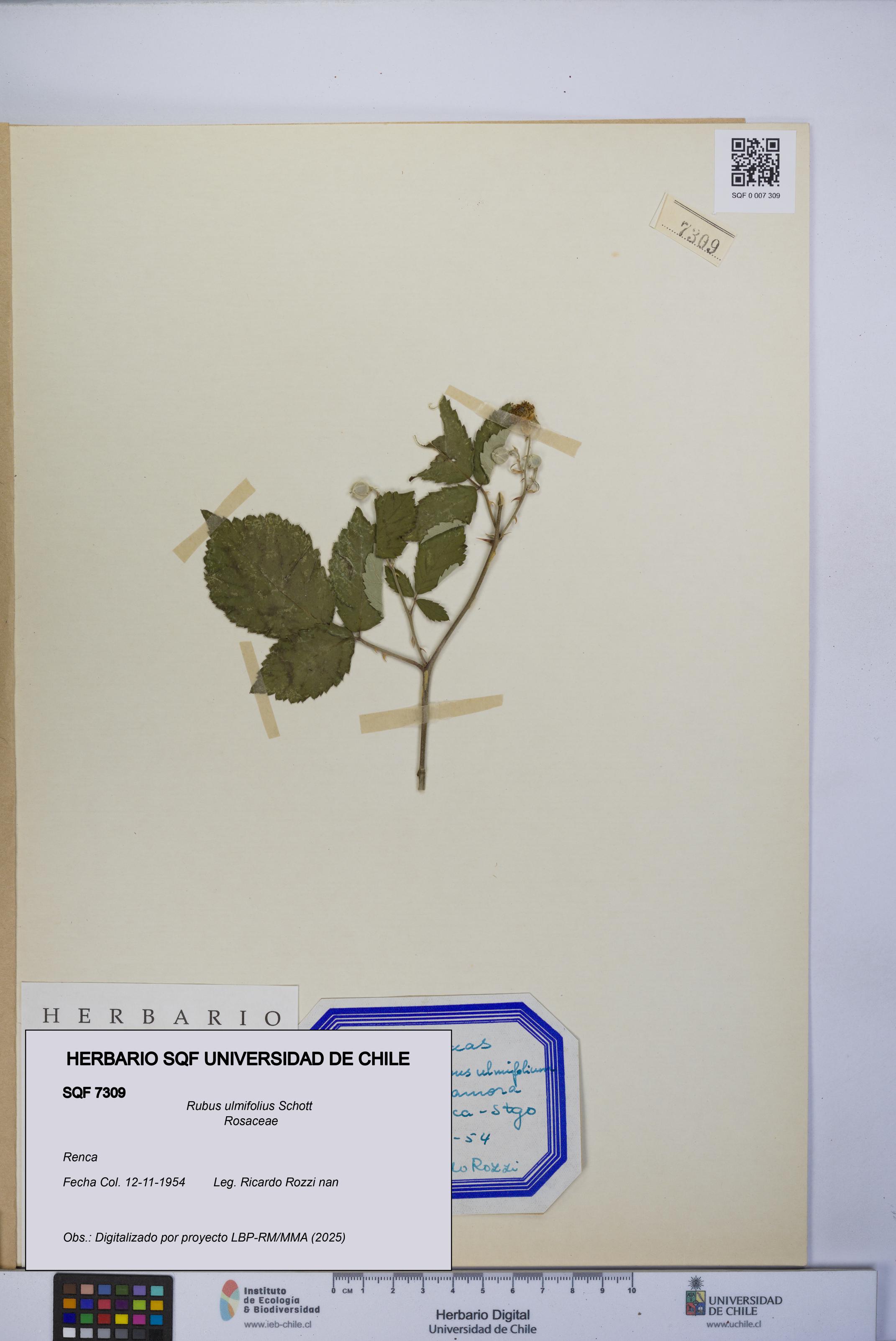Rubus ulmifolius [Espécimen: UCH:SQF:0007309]
