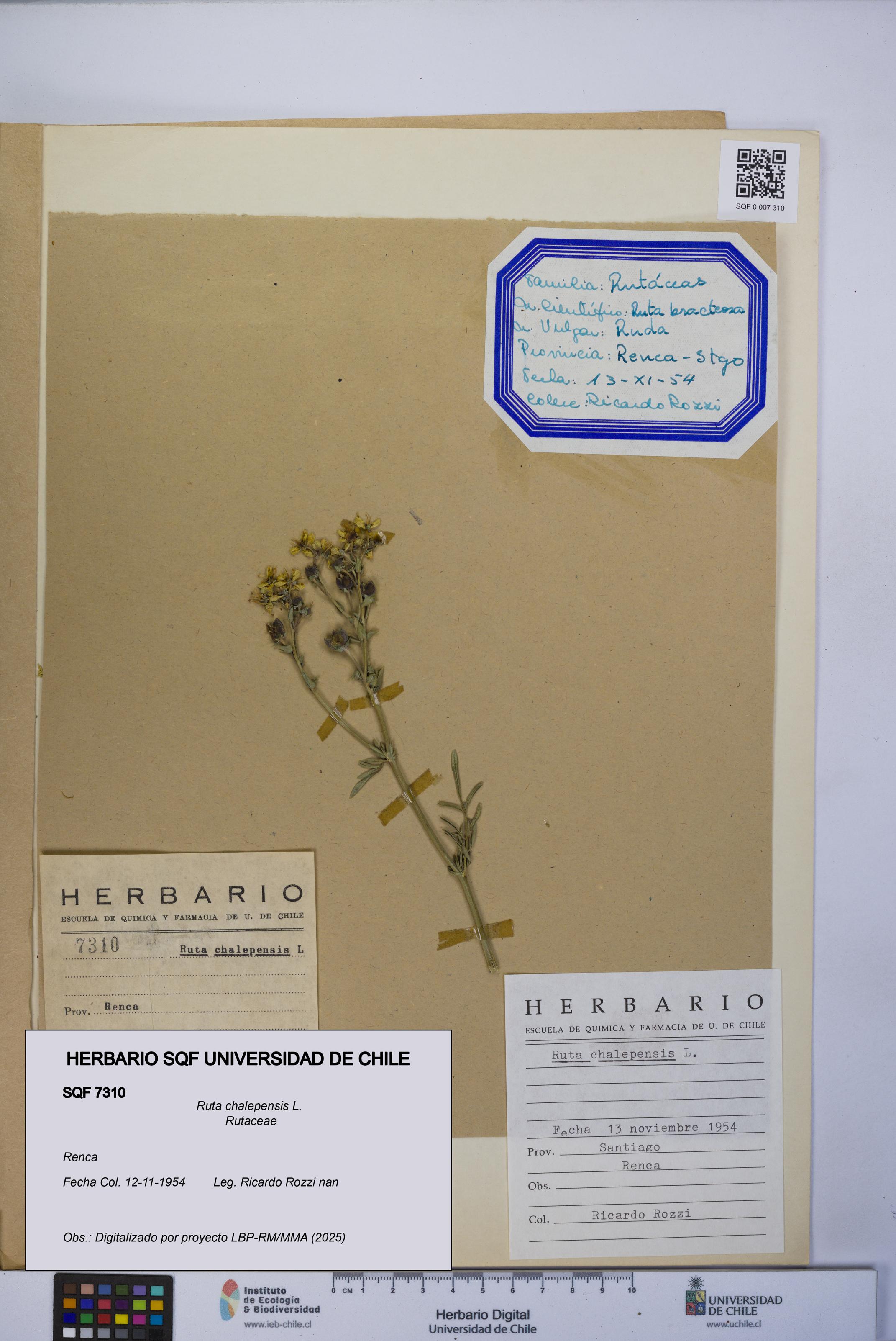 Ruta chalepensis [Espécimen: UCH:SQF:0007310]