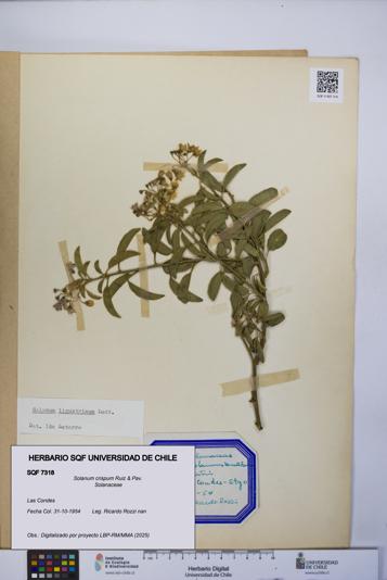 Solanum crispum [Espécimen: UCH:SQF:0007318]