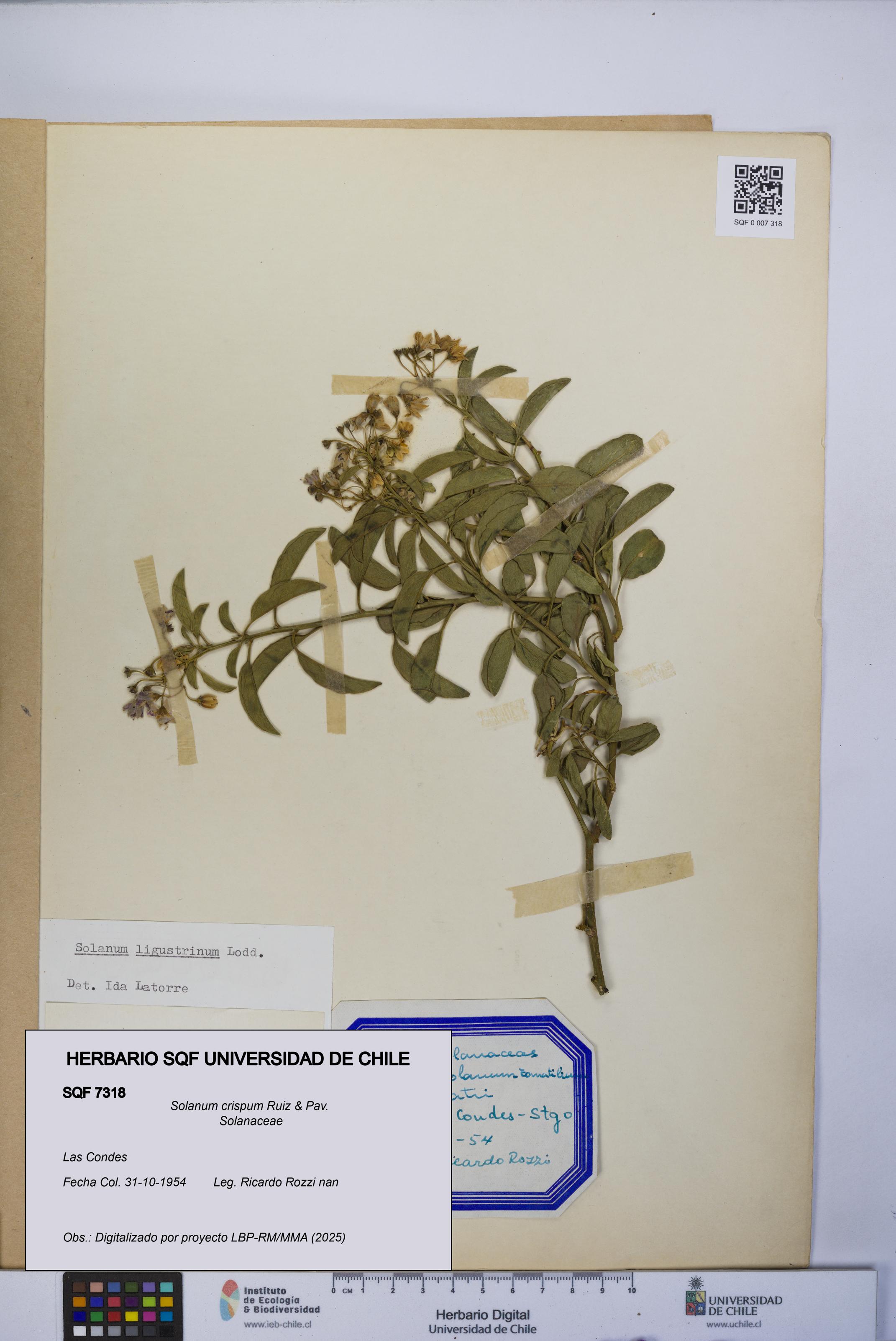 Solanum crispum [Espécimen: UCH:SQF:0007318]