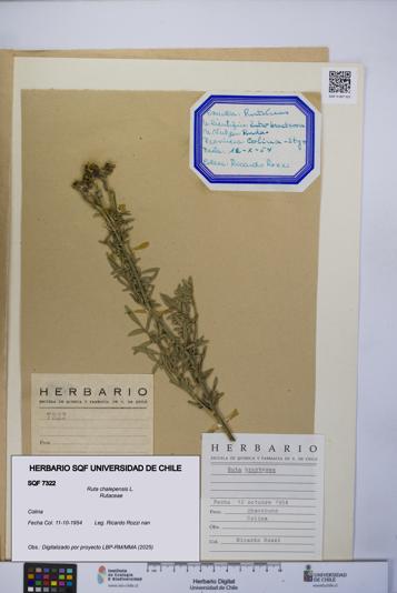 Ruta chalepensis [Espécimen: UCH:SQF:0007322]