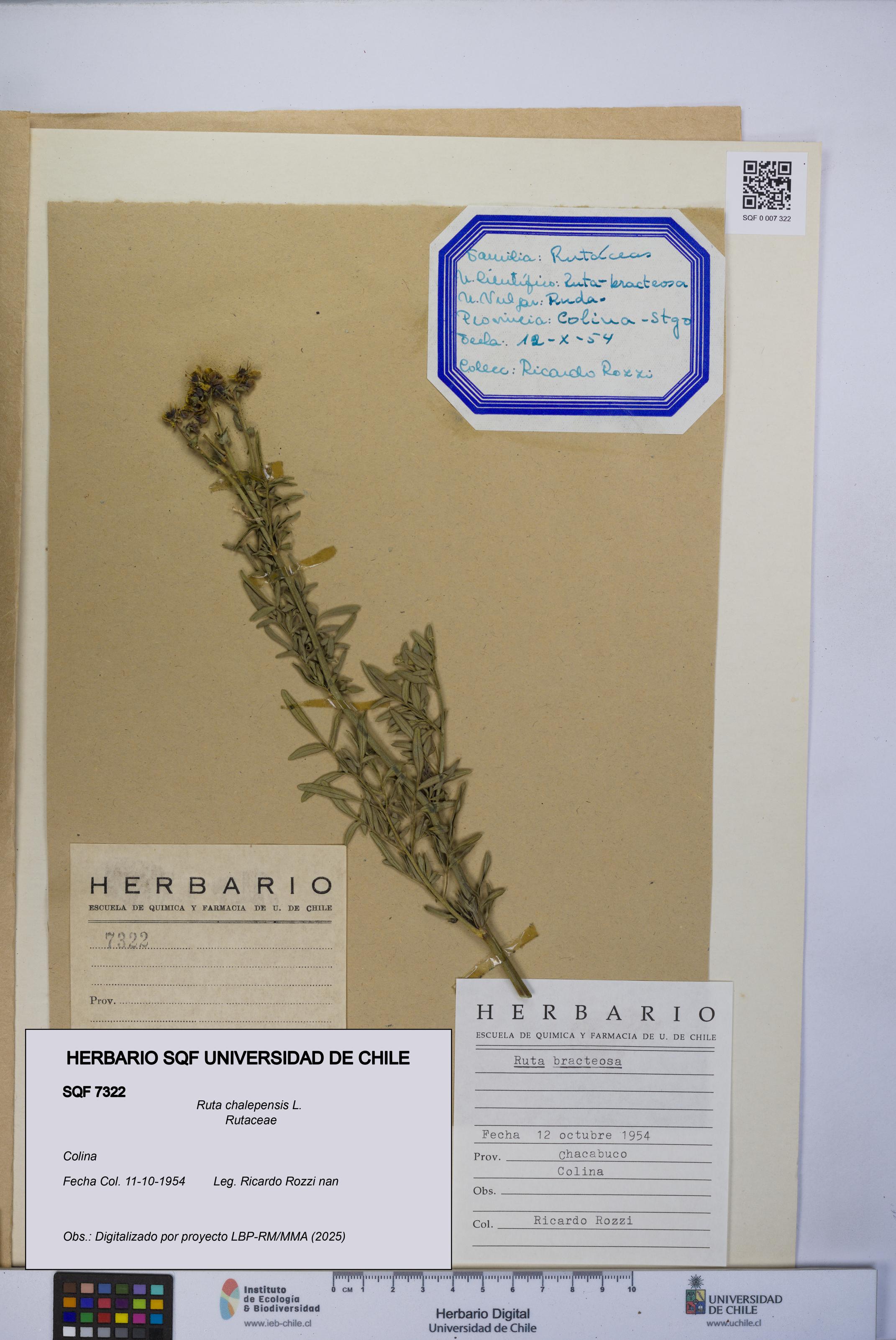 Ruta chalepensis [Espécimen: UCH:SQF:0007322]