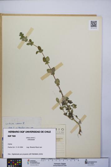 Urtica urens [Espécimen: UCH:SQF:0007323]