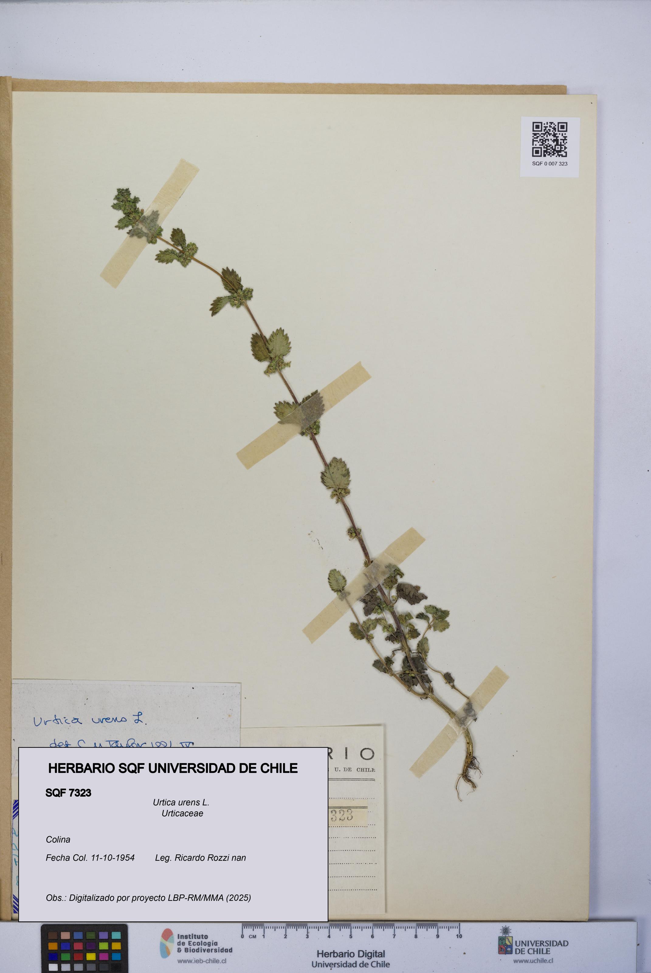 Urtica urens [Espécimen: UCH:SQF:0007323]