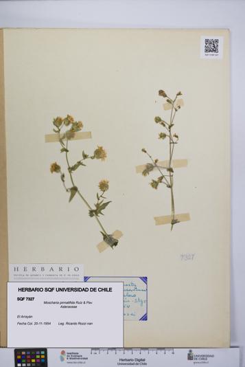 Moscharia pinnatifida [Espécimen: UCH:SQF:0007327]