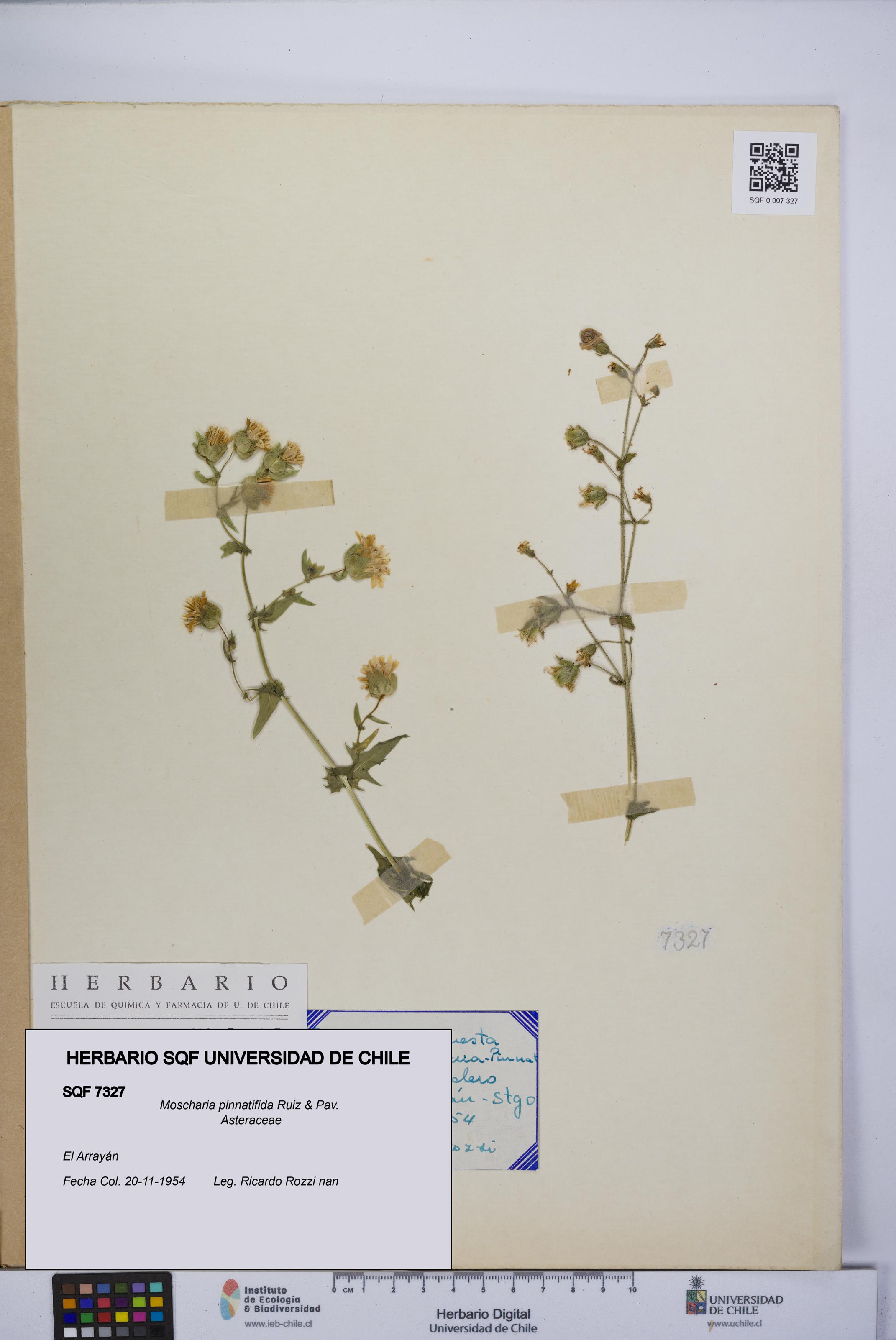 Moscharia pinnatifida [Espécimen: UCH:SQF:0007327]