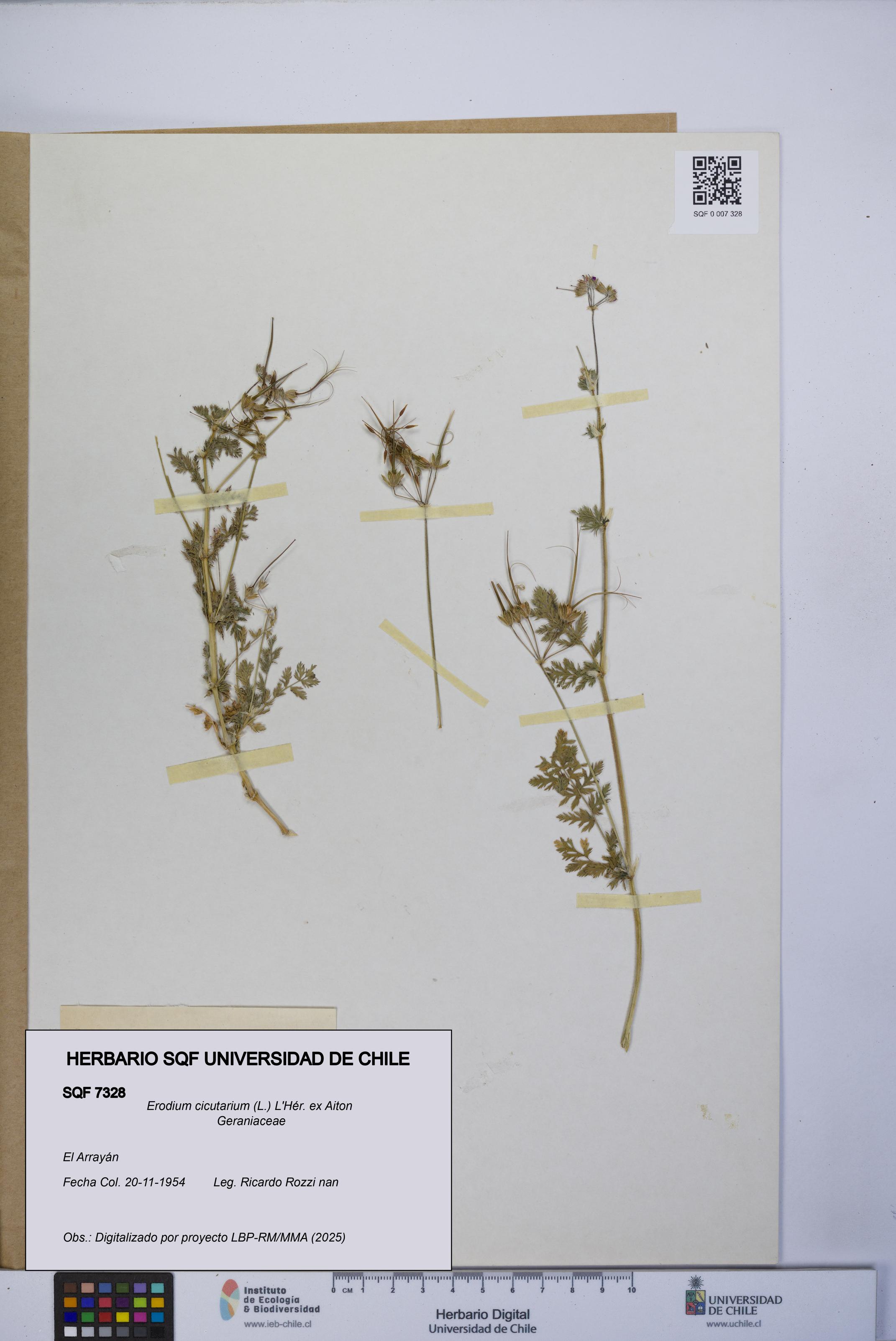 Erodium cicutarium [Espécimen: UCH:SQF:0007328]