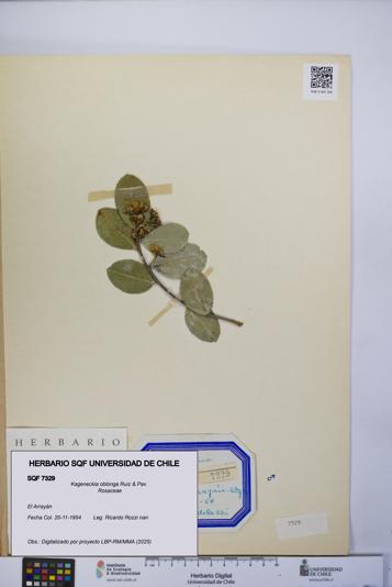 Kageneckia oblonga [Espécimen: UCH:SQF:0007329]