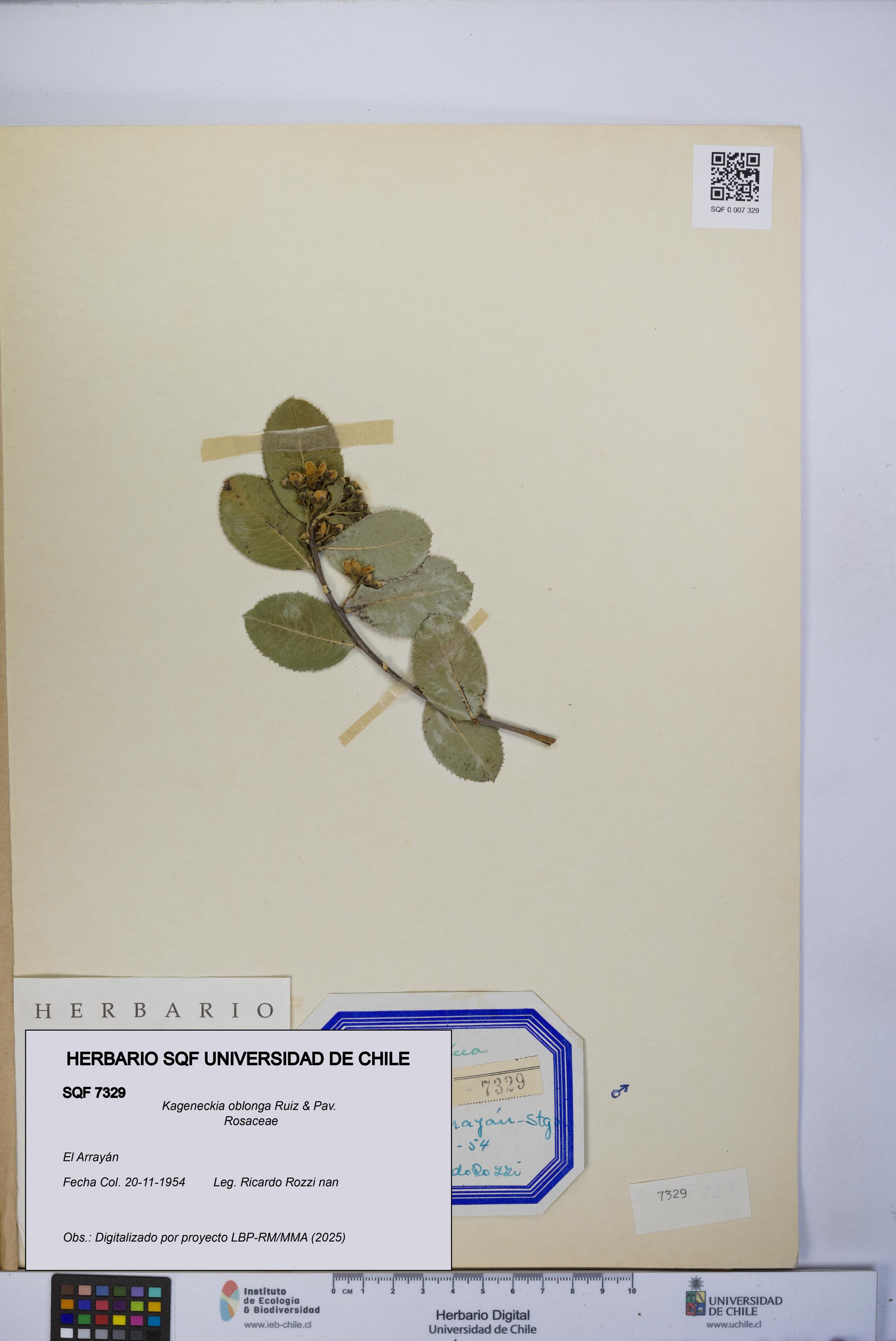 Kageneckia oblonga [Espécimen: UCH:SQF:0007329]