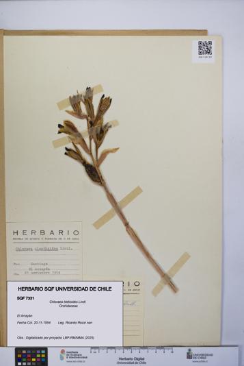 Chloraea bletioides [Espécimen: UCH:SQF:0007331]