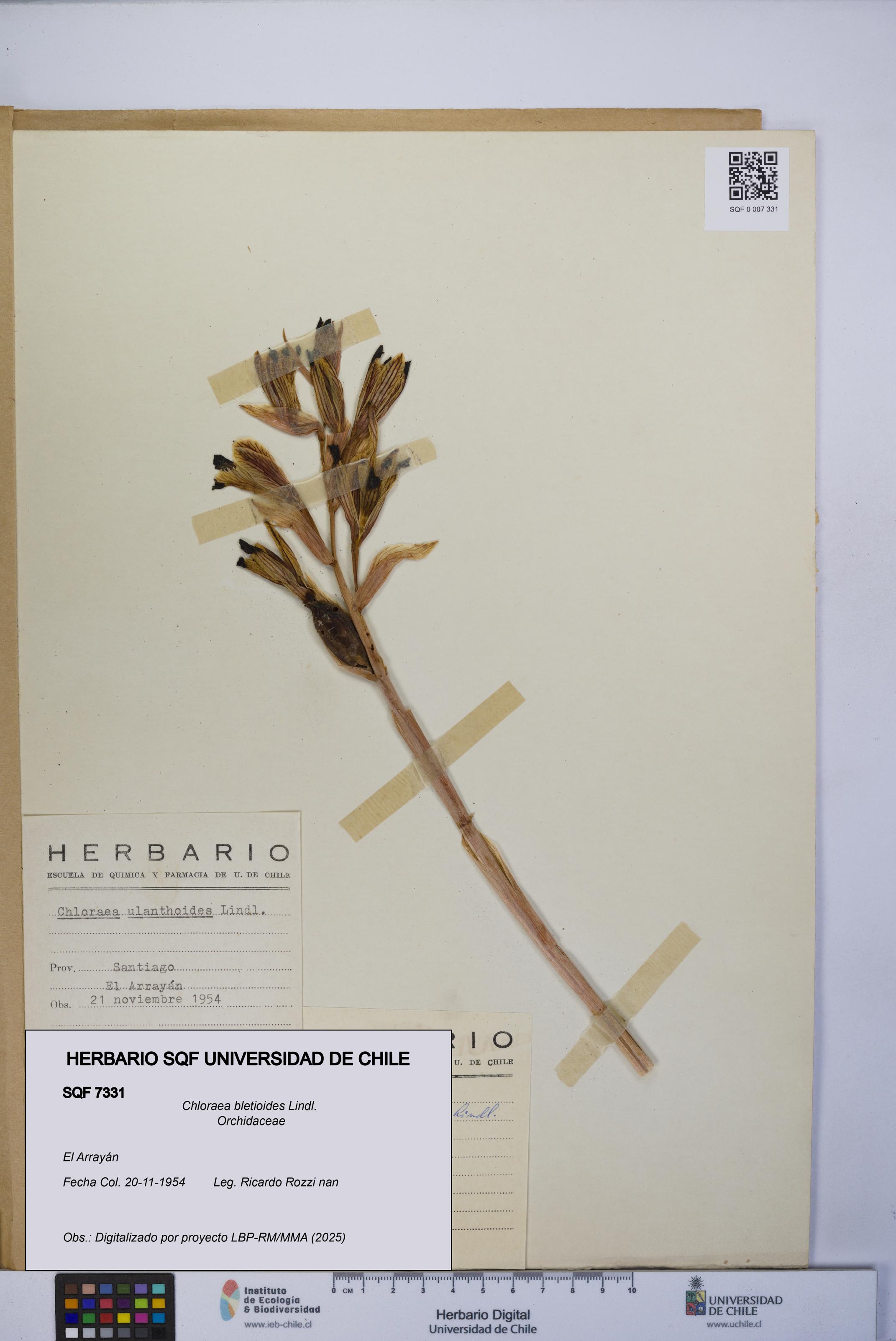 Chloraea bletioides [Espécimen: UCH:SQF:0007331]