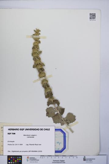 Marrubium vulgare [Espécimen: UCH:SQF:0007336]
