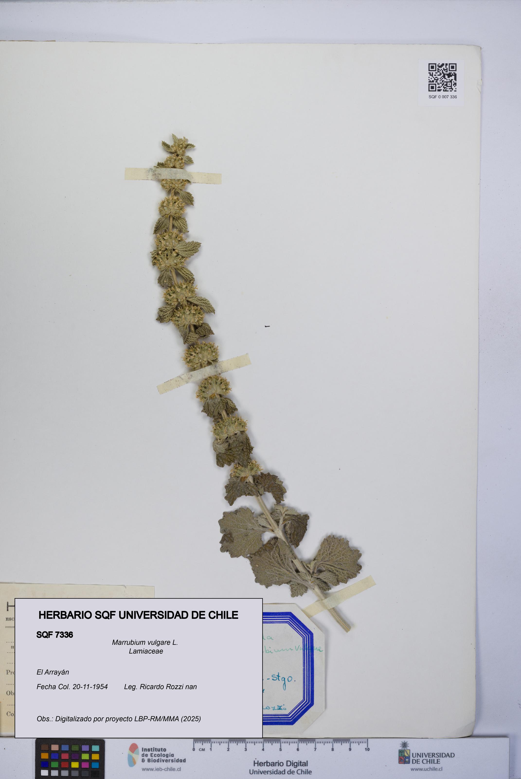 Marrubium vulgare [Espécimen: UCH:SQF:0007336]