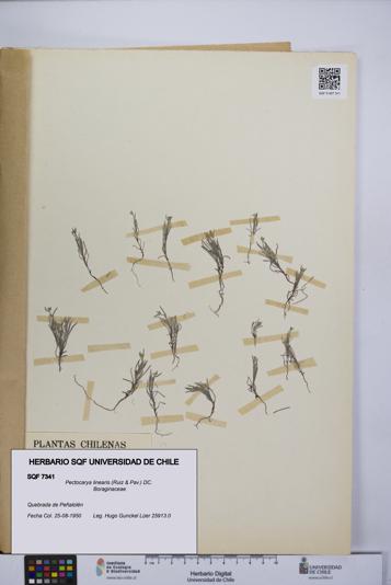 Pectocarya linearis [Espécimen: UCH:SQF:0007341]