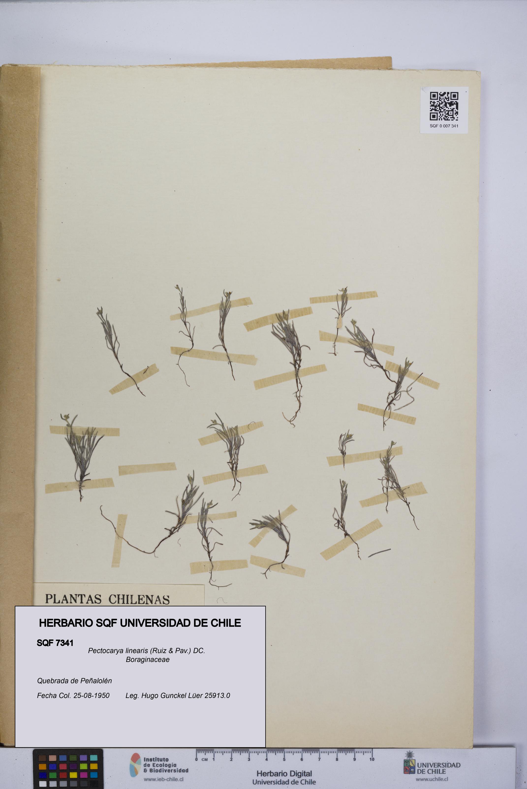 Pectocarya linearis [Espécimen: UCH:SQF:0007341]