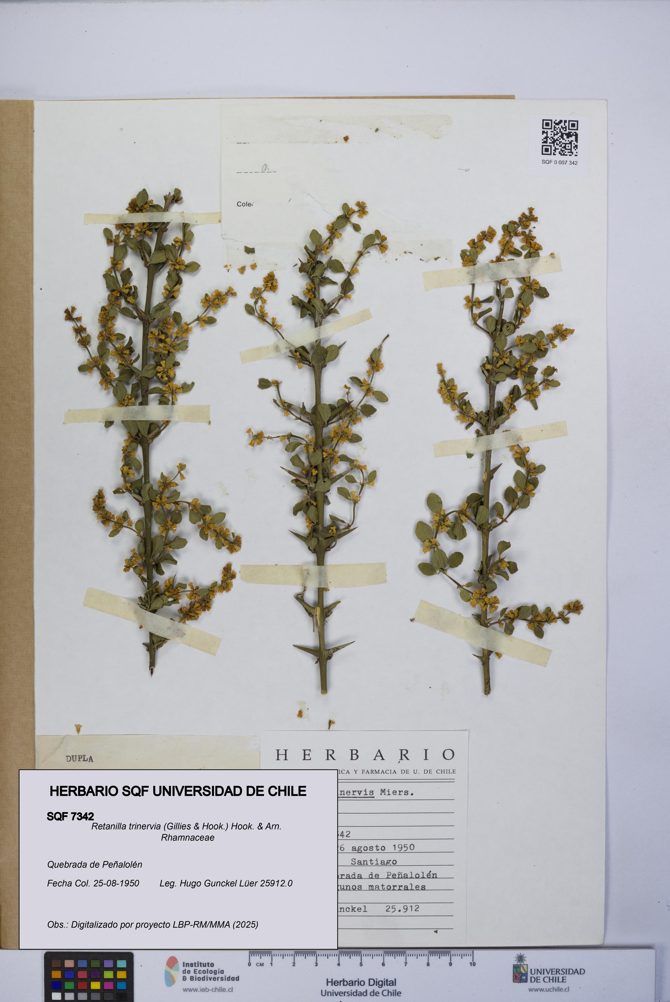 Retanilla trinervia [Espécimen: UCH:SQF:0007342]