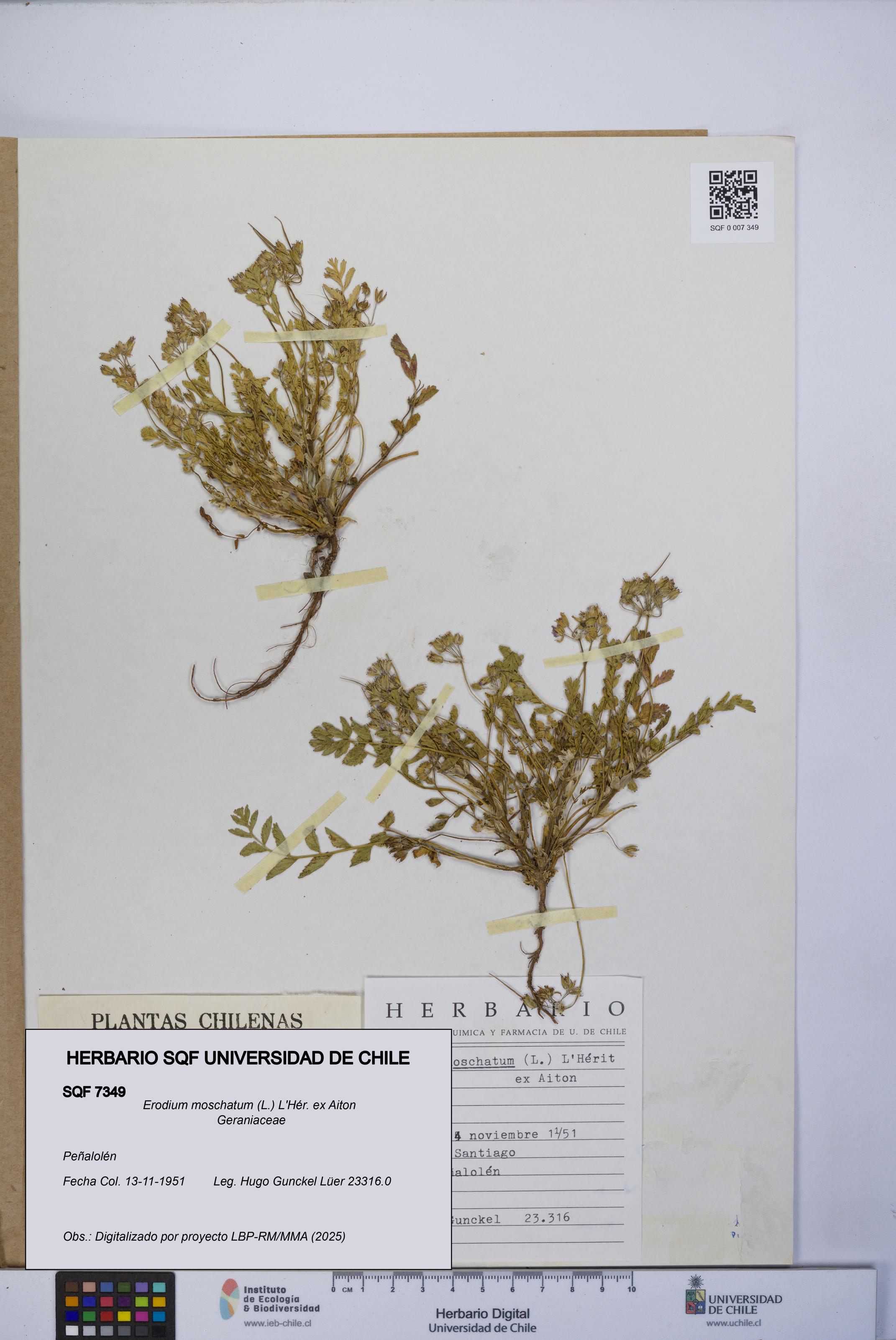 Erodium moschatum [Espécimen: UCH:SQF:0007349]