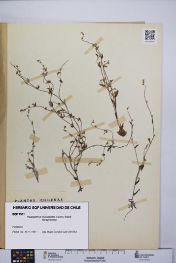 Plagiobothrys myosotoides [Espécimen: UCH:SQF:0007351]