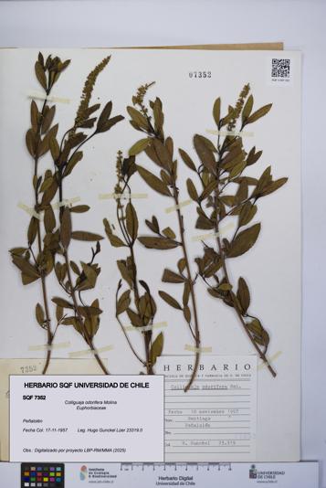 Colliguaja odorifera [Espécimen: UCH:SQF:0007352]