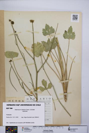 Asteriscium chilense [Espécimen: UCH:SQF:0007360]