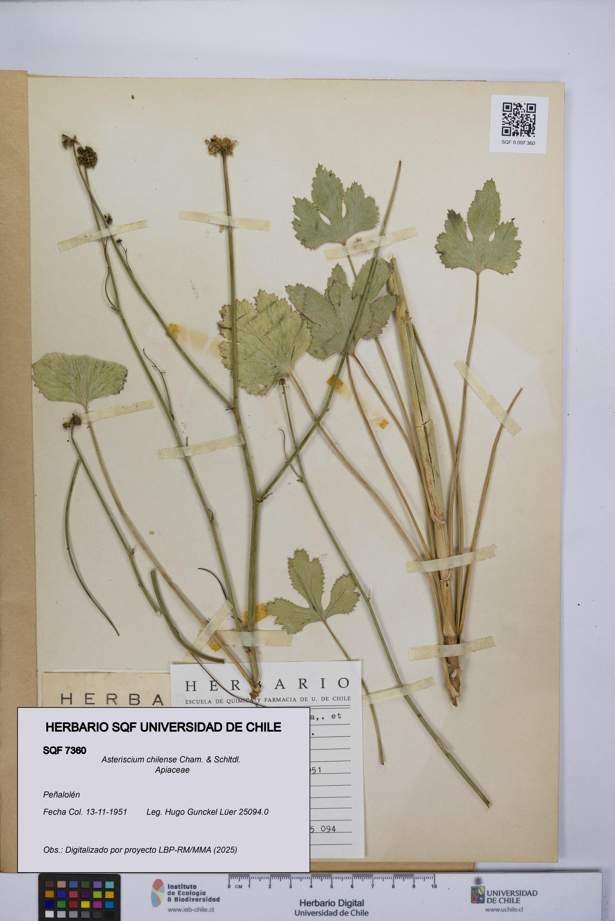 Asteriscium chilense [Espécimen: UCH:SQF:0007360]