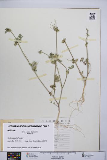 Torilis nodosa [Espécimen: UCH:SQF:0007362]