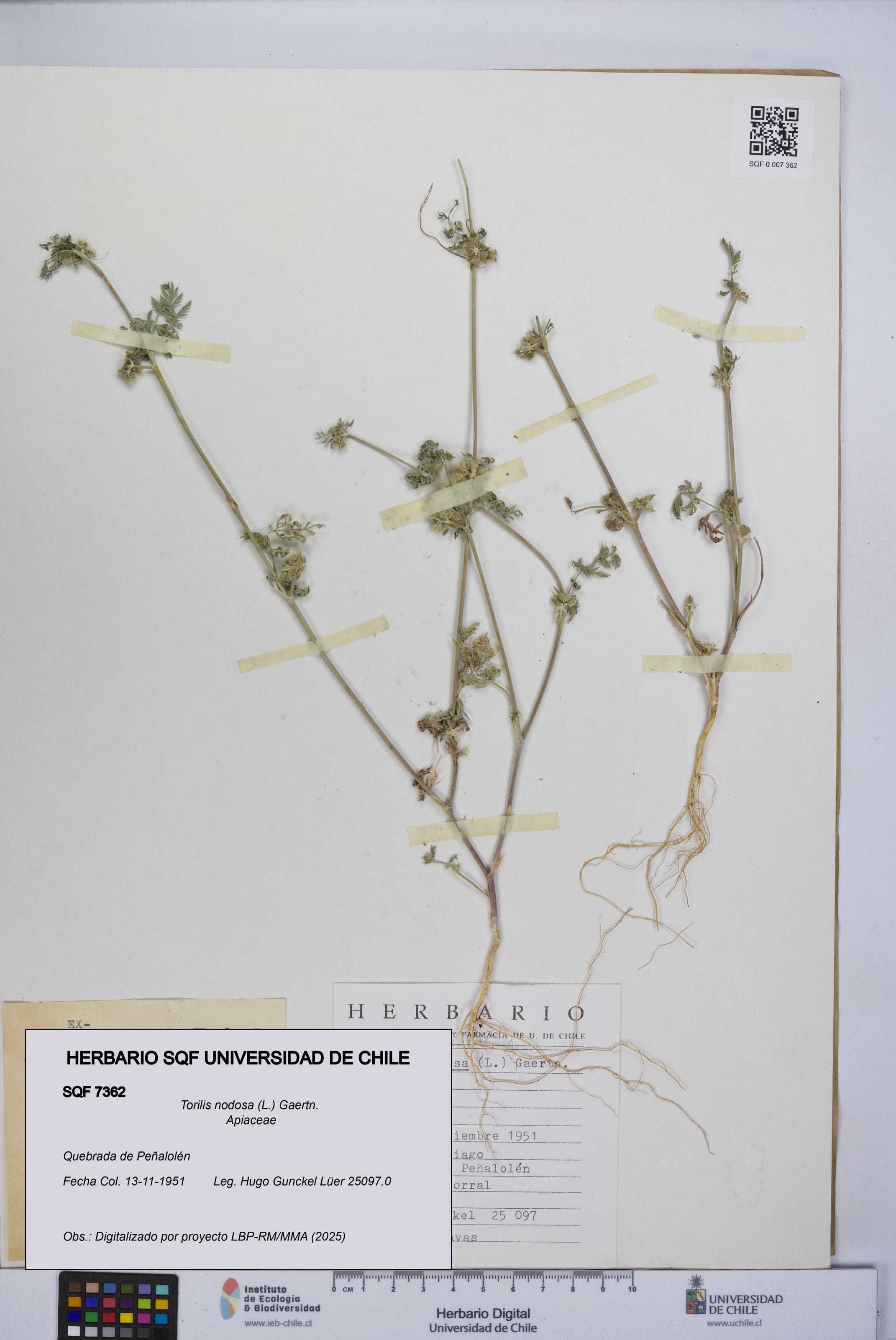 Torilis nodosa [Espécimen: UCH:SQF:0007362]